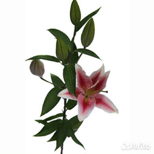 Лилия розовая