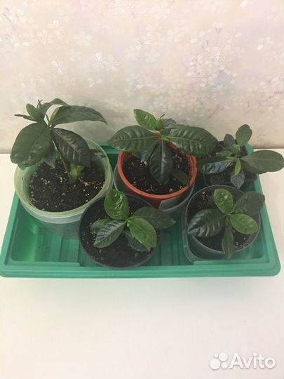 Гардения жасминовидная, Лавр