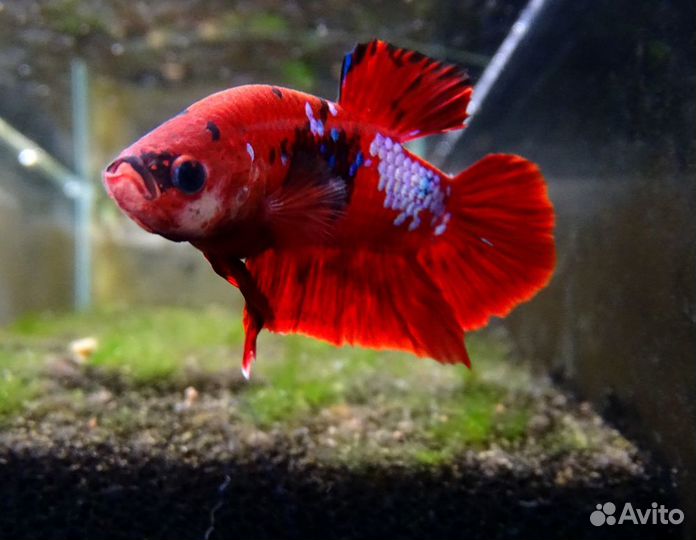 Петушок Плакат Кои (Betta splendens Plakat Koi) т