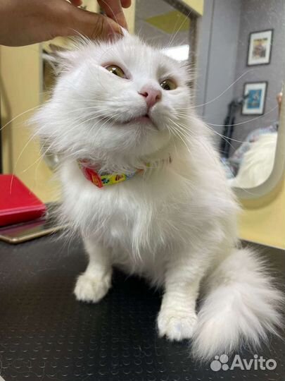 Кошка в добрые руки