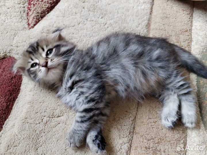 Любимые котята любимым хозяевам