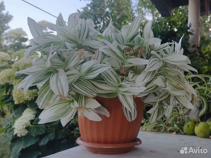 Традесканция белая