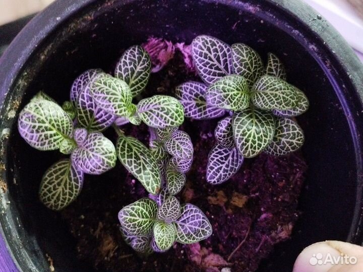 Фиттония мини