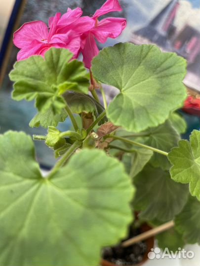 Пеларгония герань