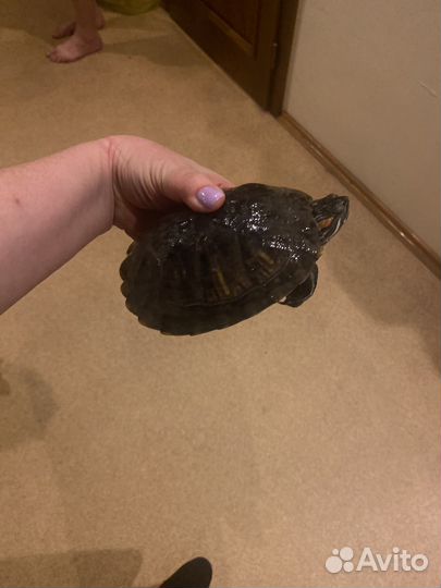 Черепаха