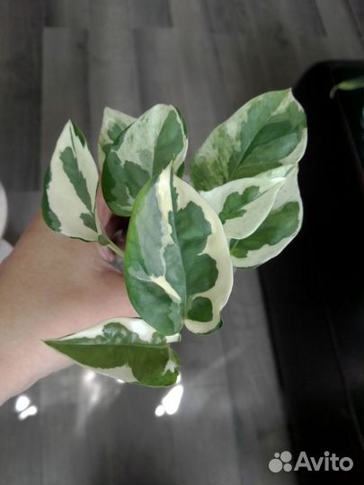 Филодендроны