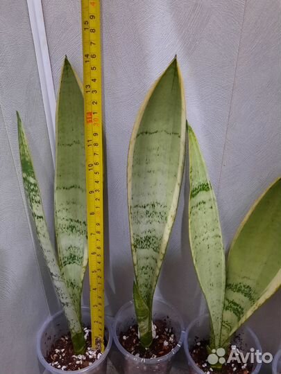 Сансевиерия