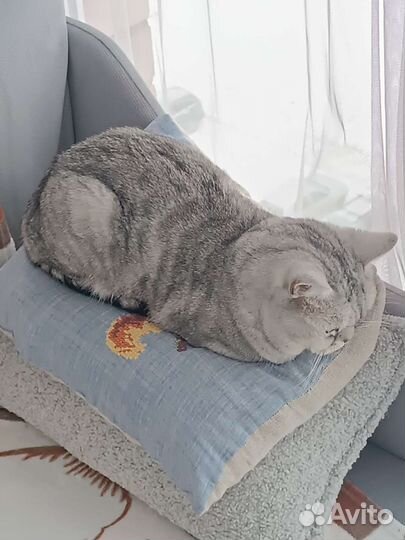 Шотландский кот вязка