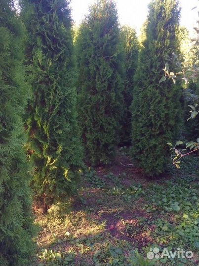 Туя колоновидная (доставка)