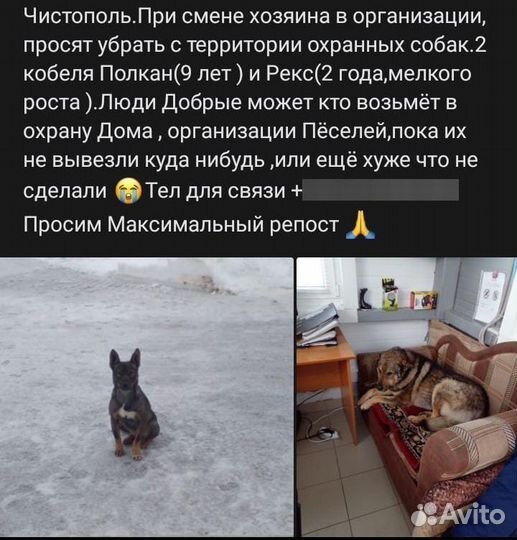 Собаки. Ищем дом
