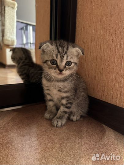 Британские котята