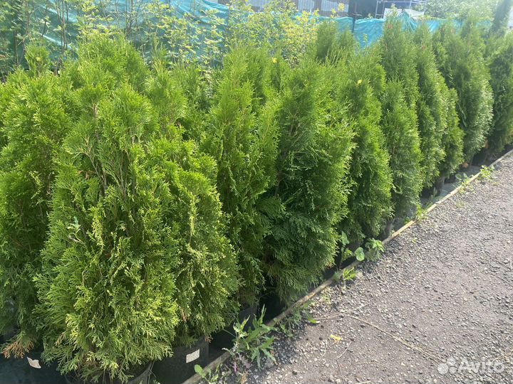 Туя, можжевельник, кипарисовник