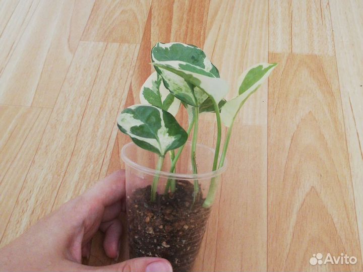 Сциндапсус эпипремнум Эн Джой, филодендрон Бразил