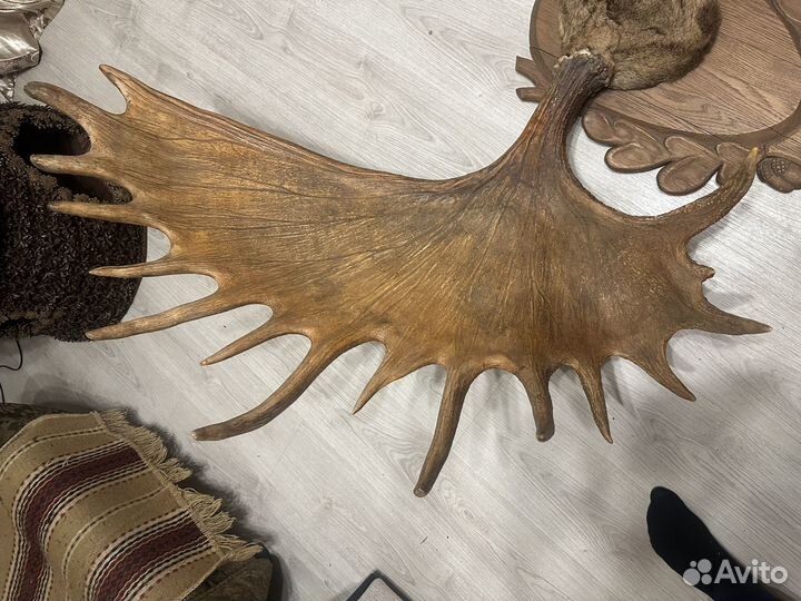 Рога лося 1,5 метра