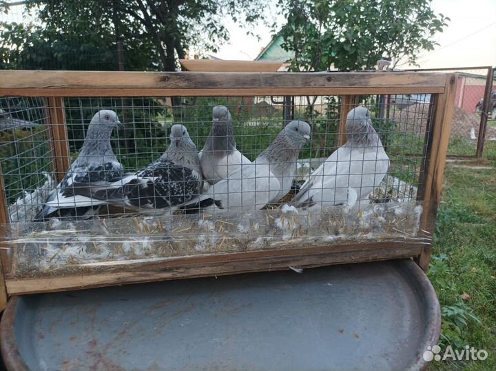 Голуби турецкая такла