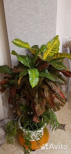 Комнатные растения