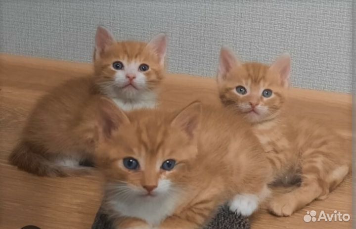 Котята в добрые руки