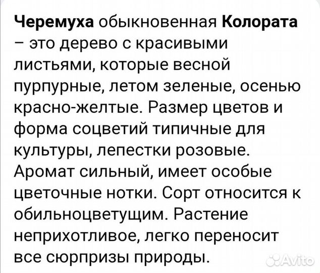 Черемуха Колората