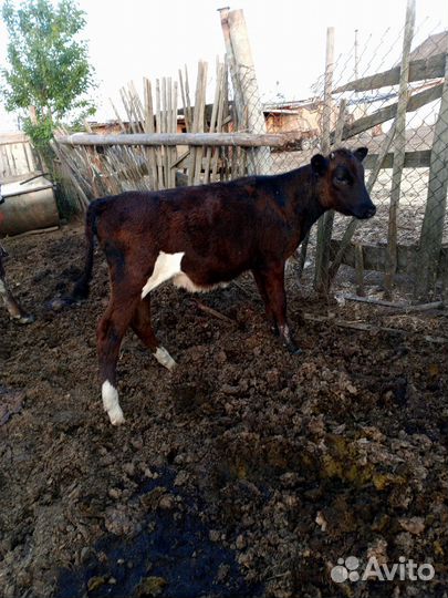 Бычки и Тёлочки