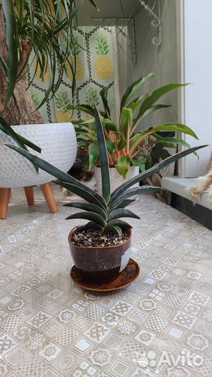 Сансевиерия робуста