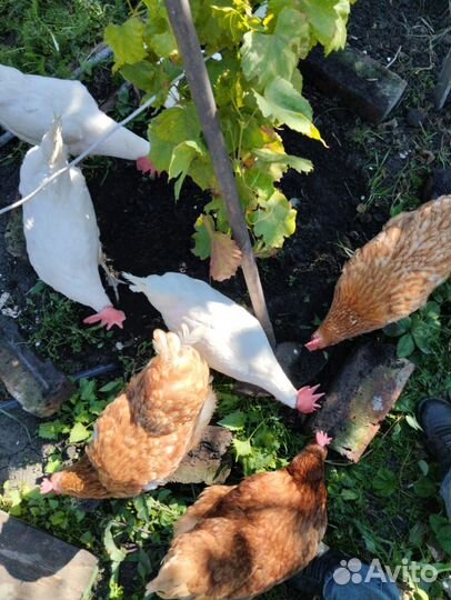 Куры несушки