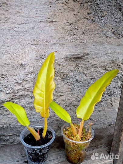 Филодендроны