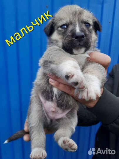 Собака в добрые руки отдам бесплатно