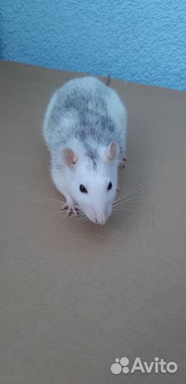 Крысята Дамбо с клеткой окр Хаски