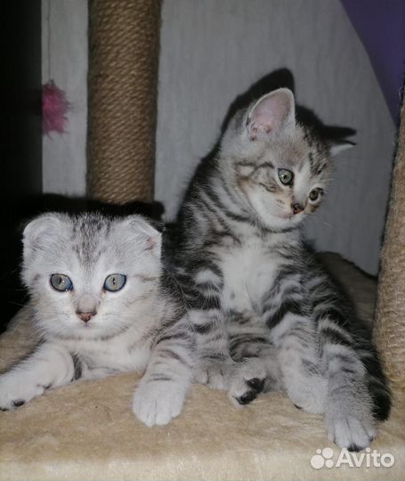 Шотландская кошка