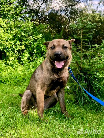 Кэнди метис шарпея 1,5 года ищет дом