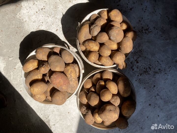 Картофель едовой