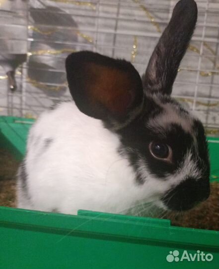 Декоративные кролик