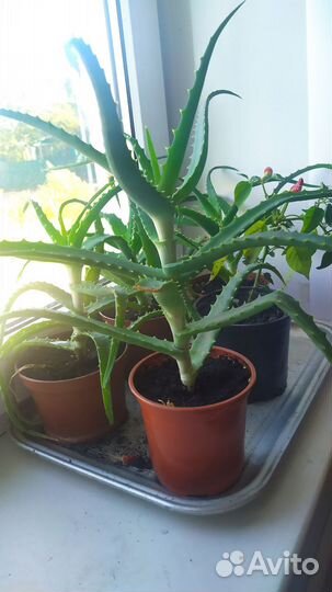 Комнатные цветы