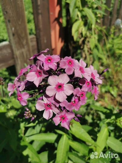 Многолетние цветы