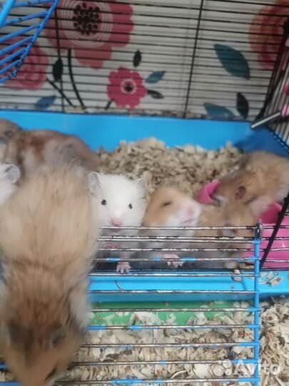 Сирийский хомяк продам
