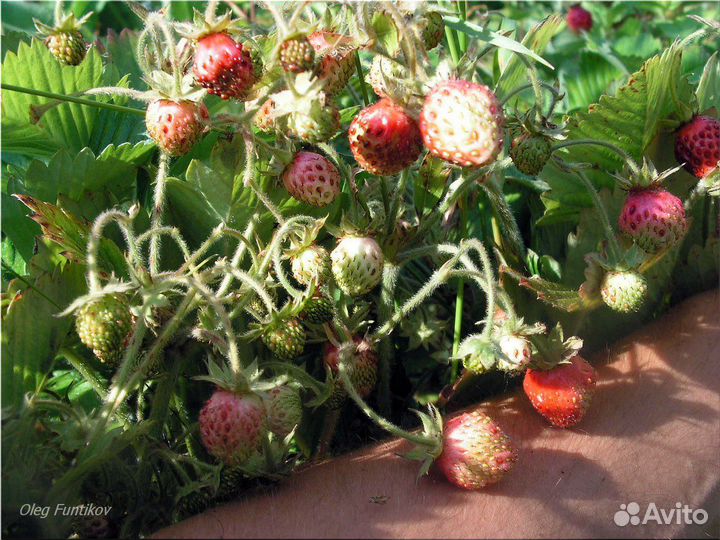 Клубника Земклуника Изабелла