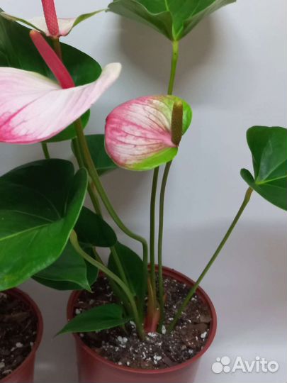 Антуриум карма Hotlips Амалия