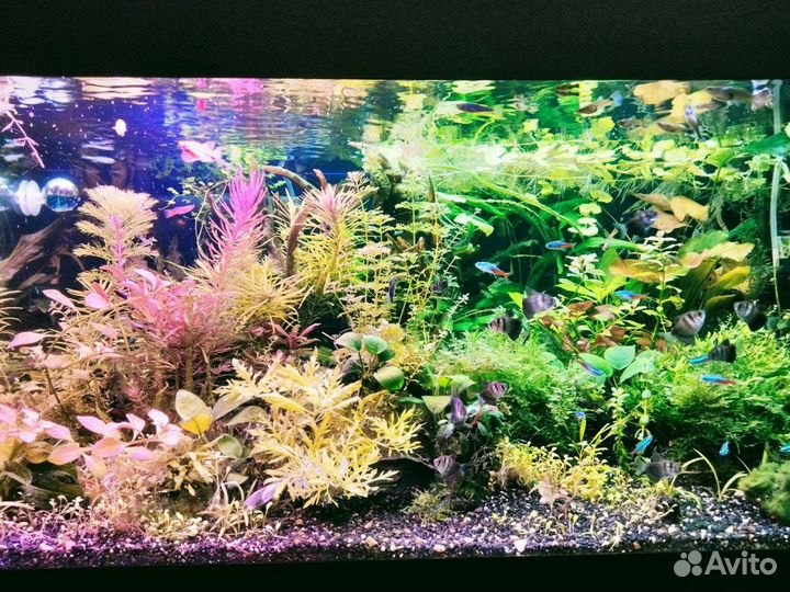 Аквариумные растения