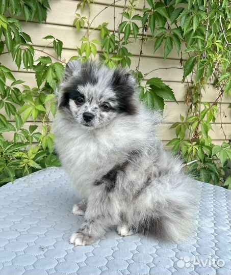 Красавчик мальчишка мерль