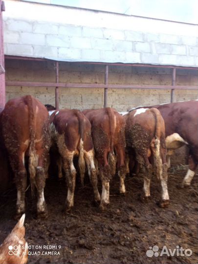 С/х животные