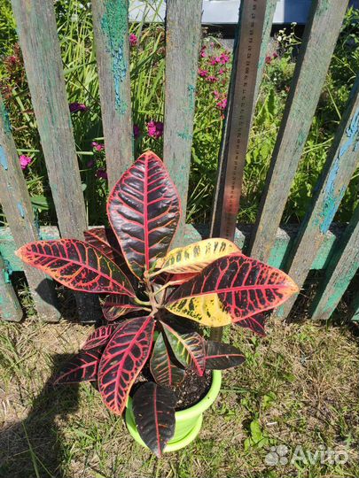 Домашние растения крупномеры 1часть