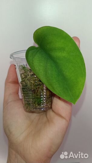 Ароидные набор 1