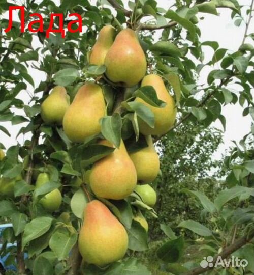 Саженцы Яблонь и Груш