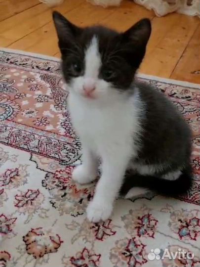 Котята бесплатно+корм и лоток