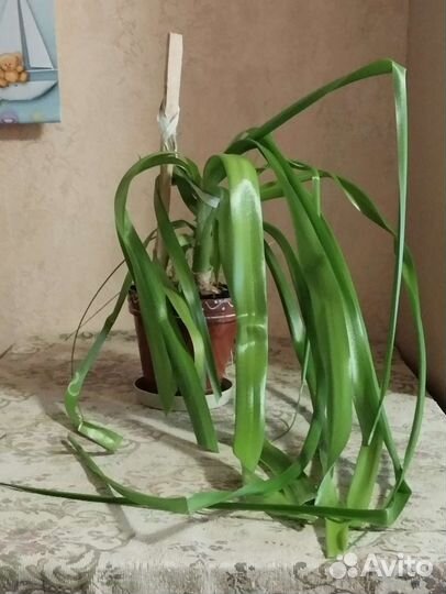 Индийский лук (птицемлечник)