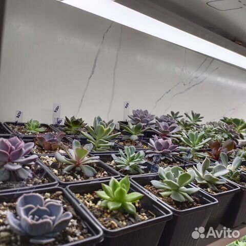 Суккуленты