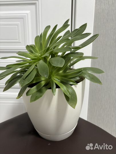 Красивый цветок