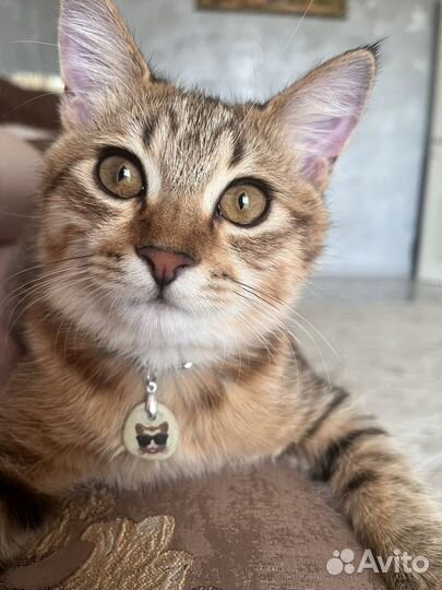 Европейская