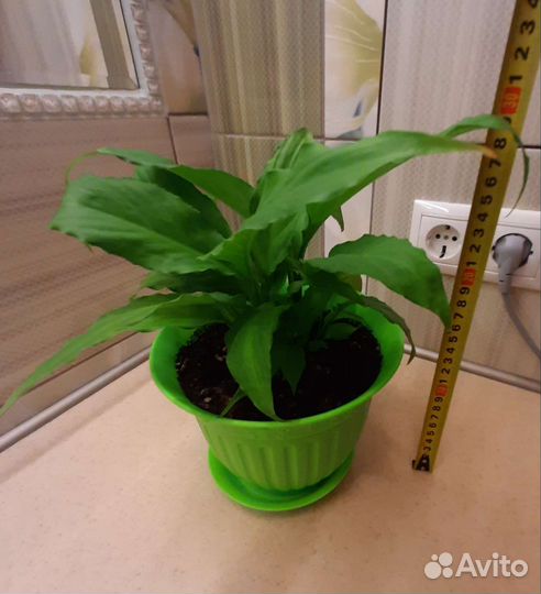 Спатифиллум