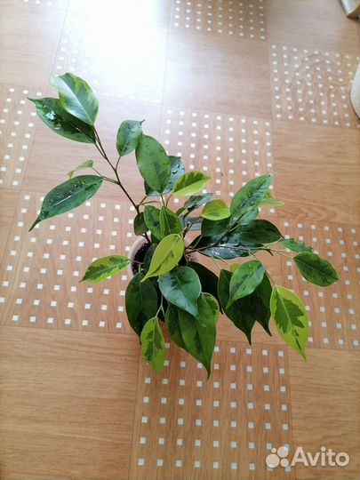 Фикус Регидан